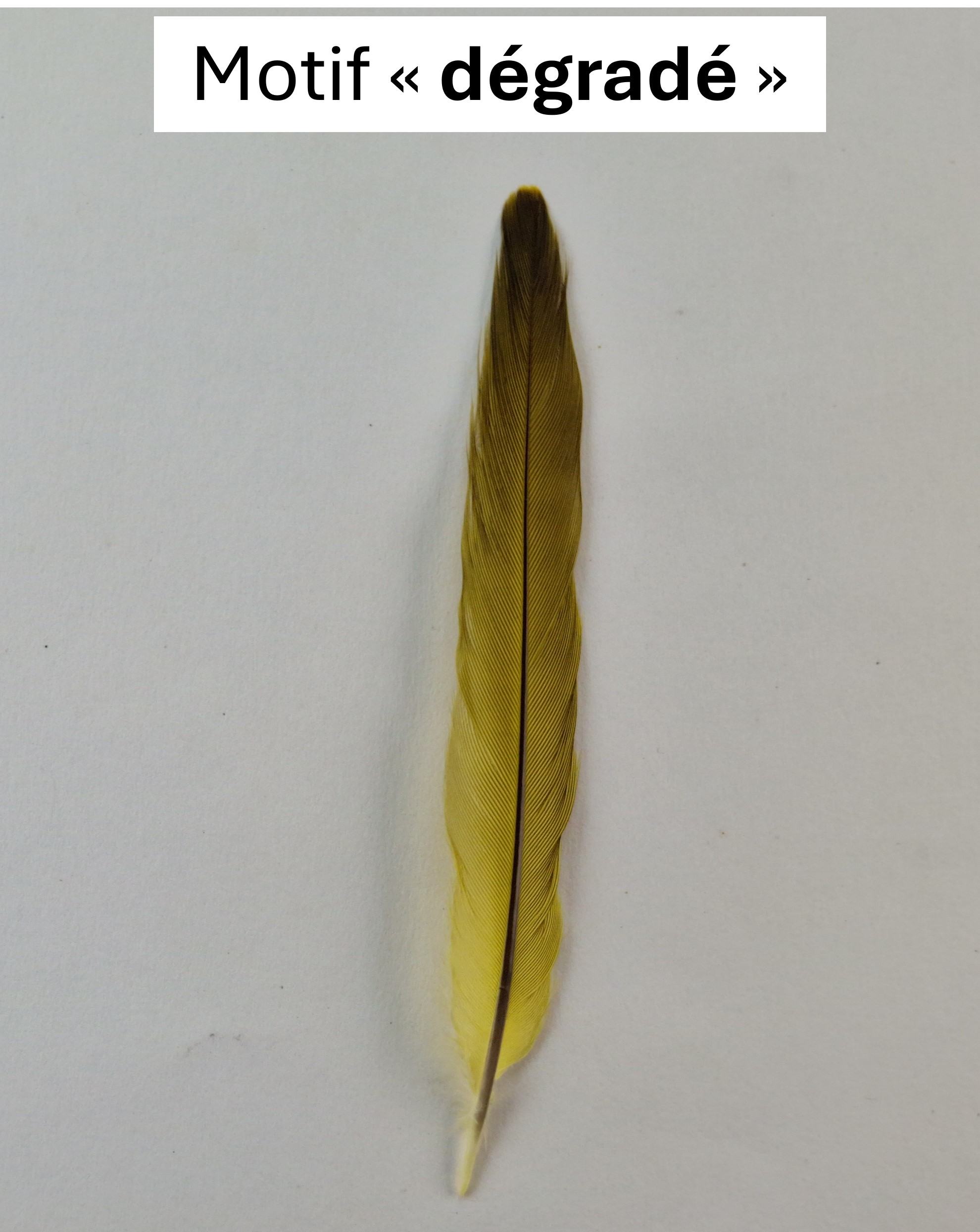 Motif dégradé