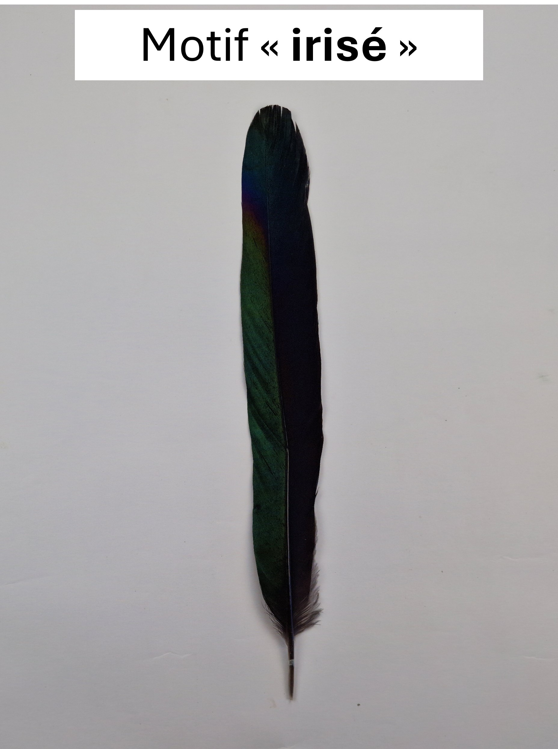 Motif irisé